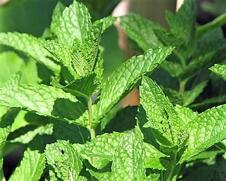 Nana Nane Pfefferminze 