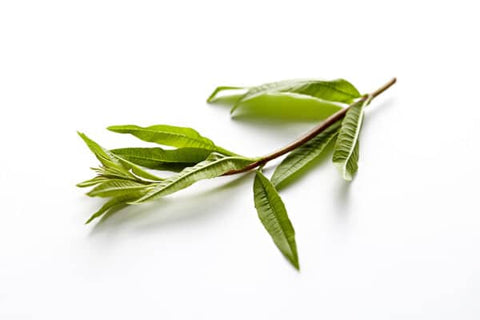 Mediterranian Soil Verbene Tee 20g